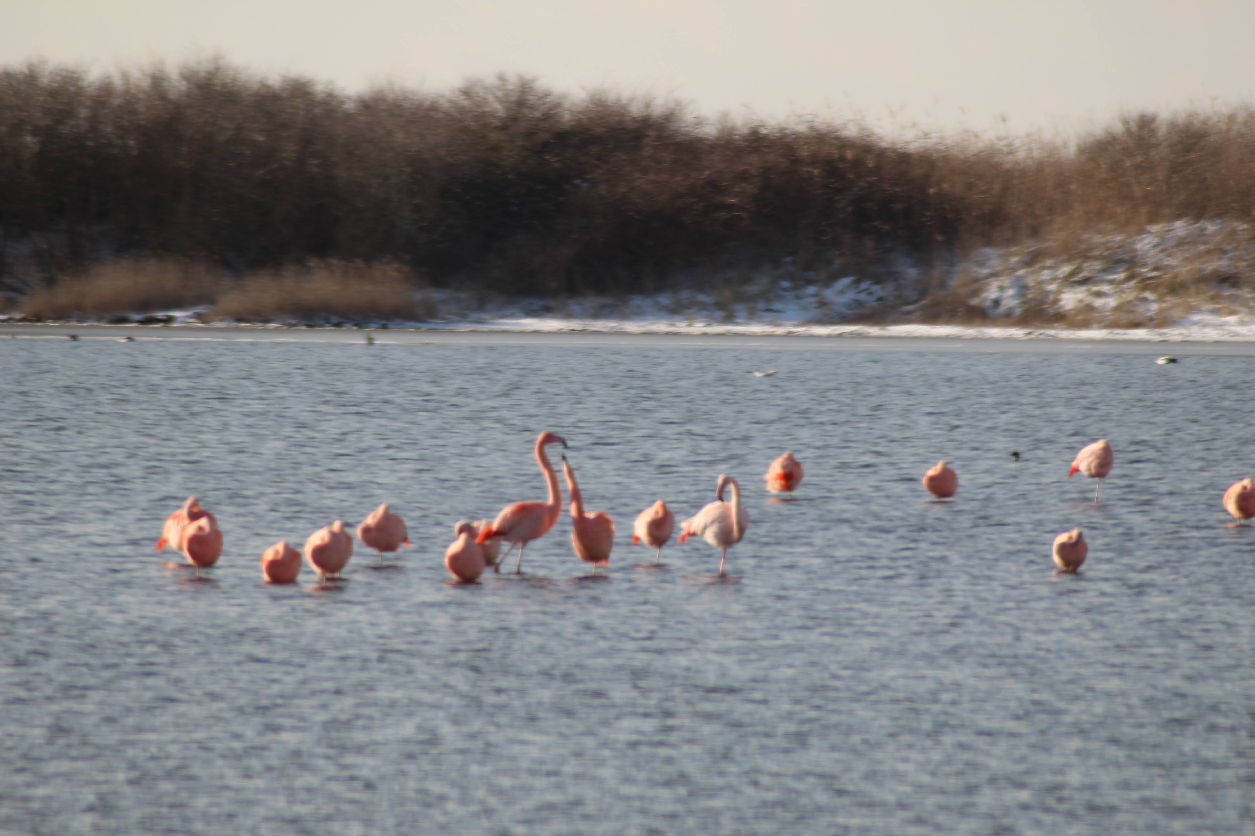 Flamingo’s op Goeree