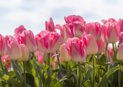 De eerste tulpen