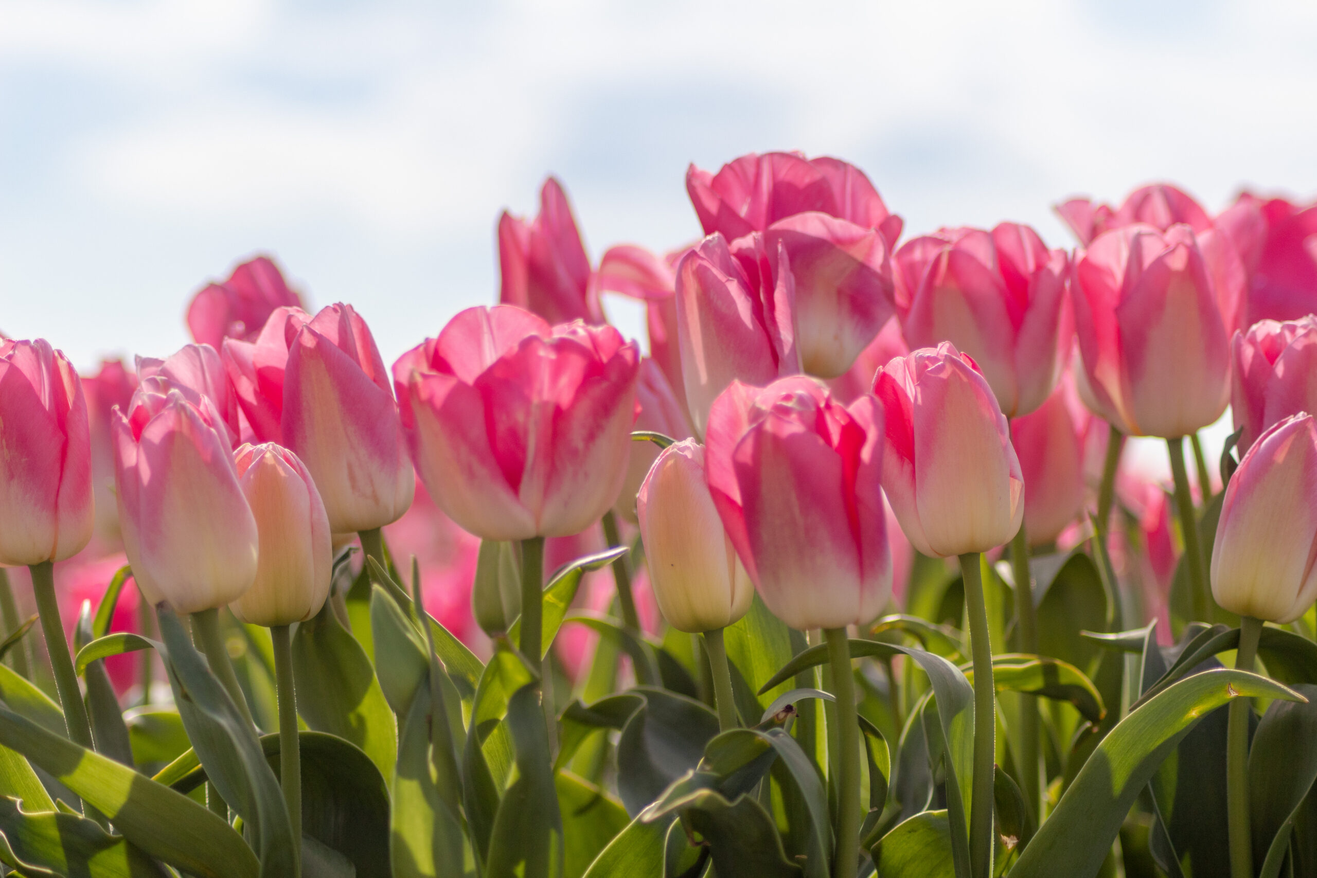 De eerste tulpen