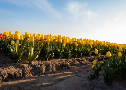 Bloemen