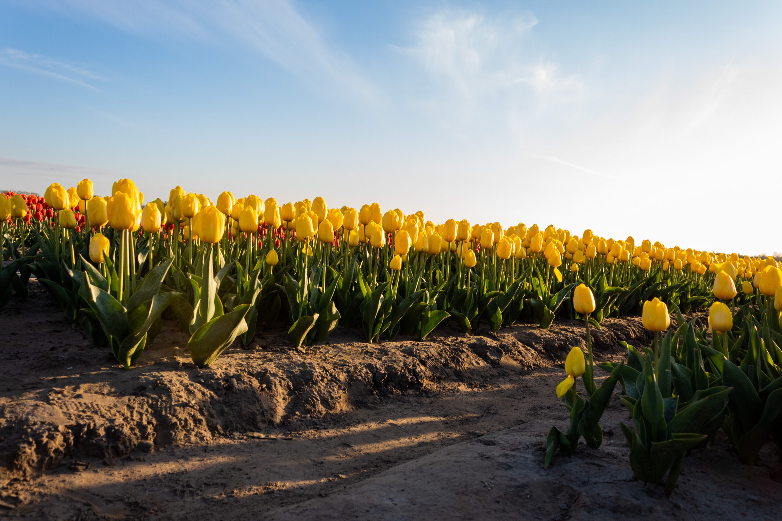 Bloemen