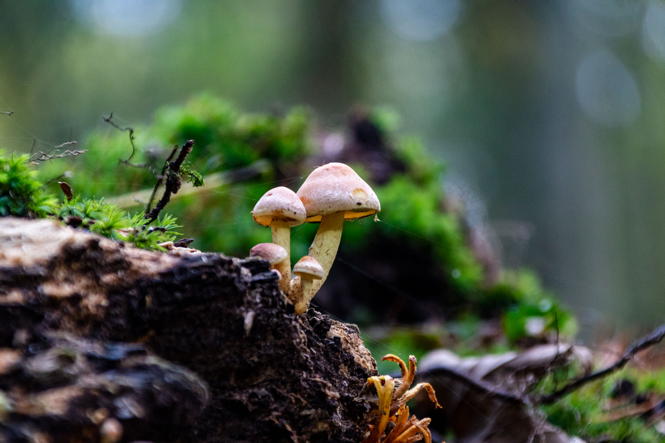 Paddenstoelen fotograferen in de herfst